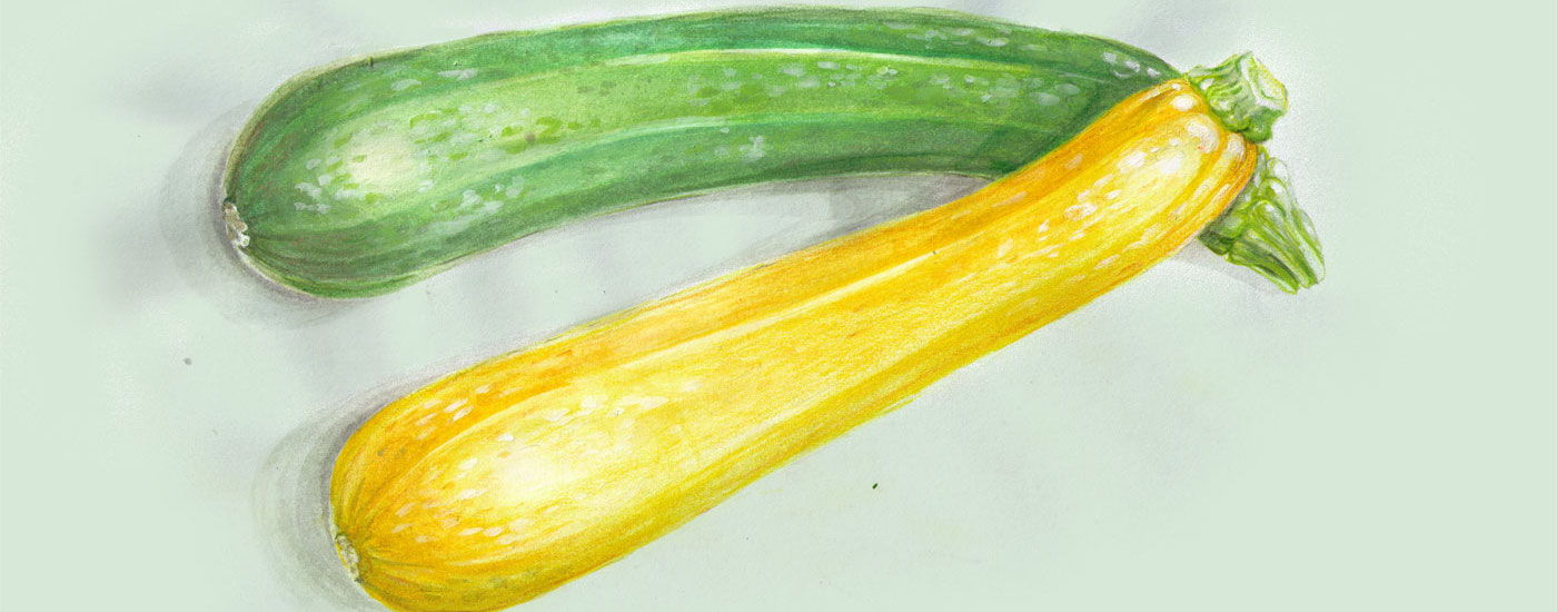 Zucchini-Rezepte: Illustration